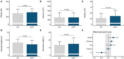 Training-Induced Muscle Adaptations During Competitive Preparation in Elite Female Rowers